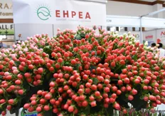 This is the Hypericum from EHPEA.